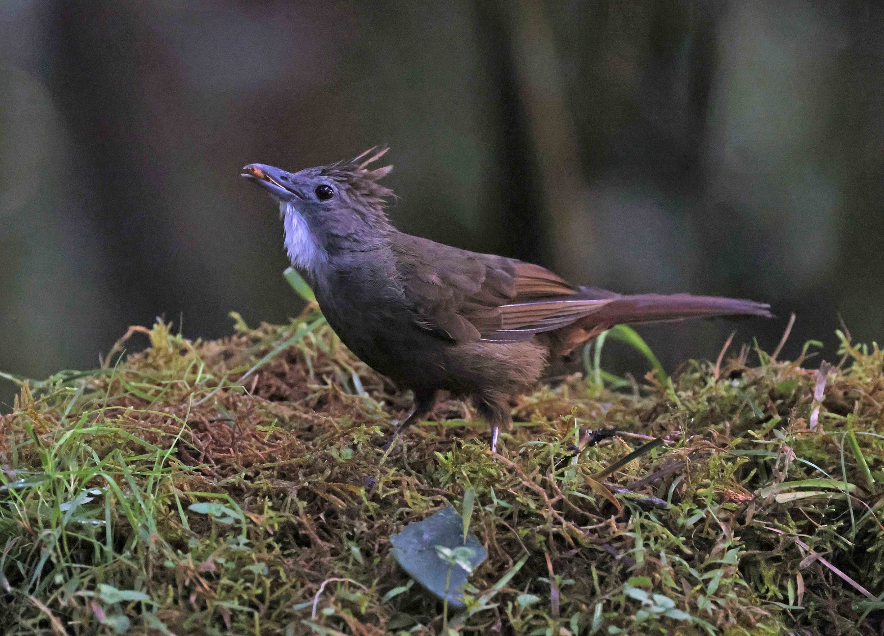 Penan Bulbul, Trus Madi bird hide
