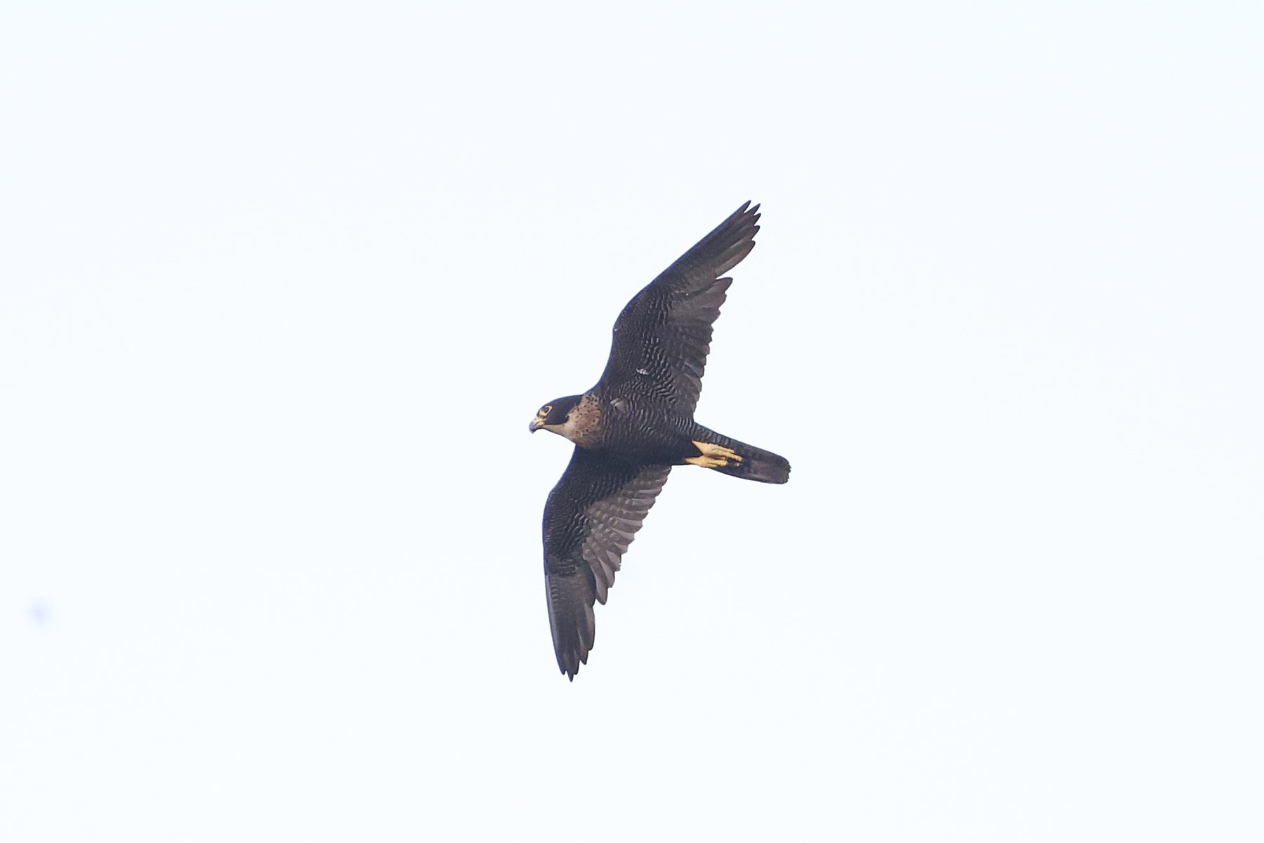 Dark ernesti subspecies Peregrine Falcon in flight, Gomantong Caves