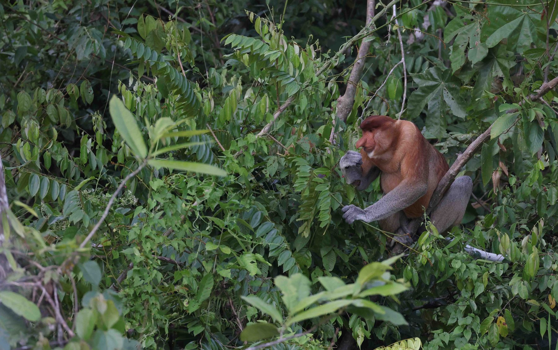 Proboscis Monkey feeding in the canopy, Kinabatangan River