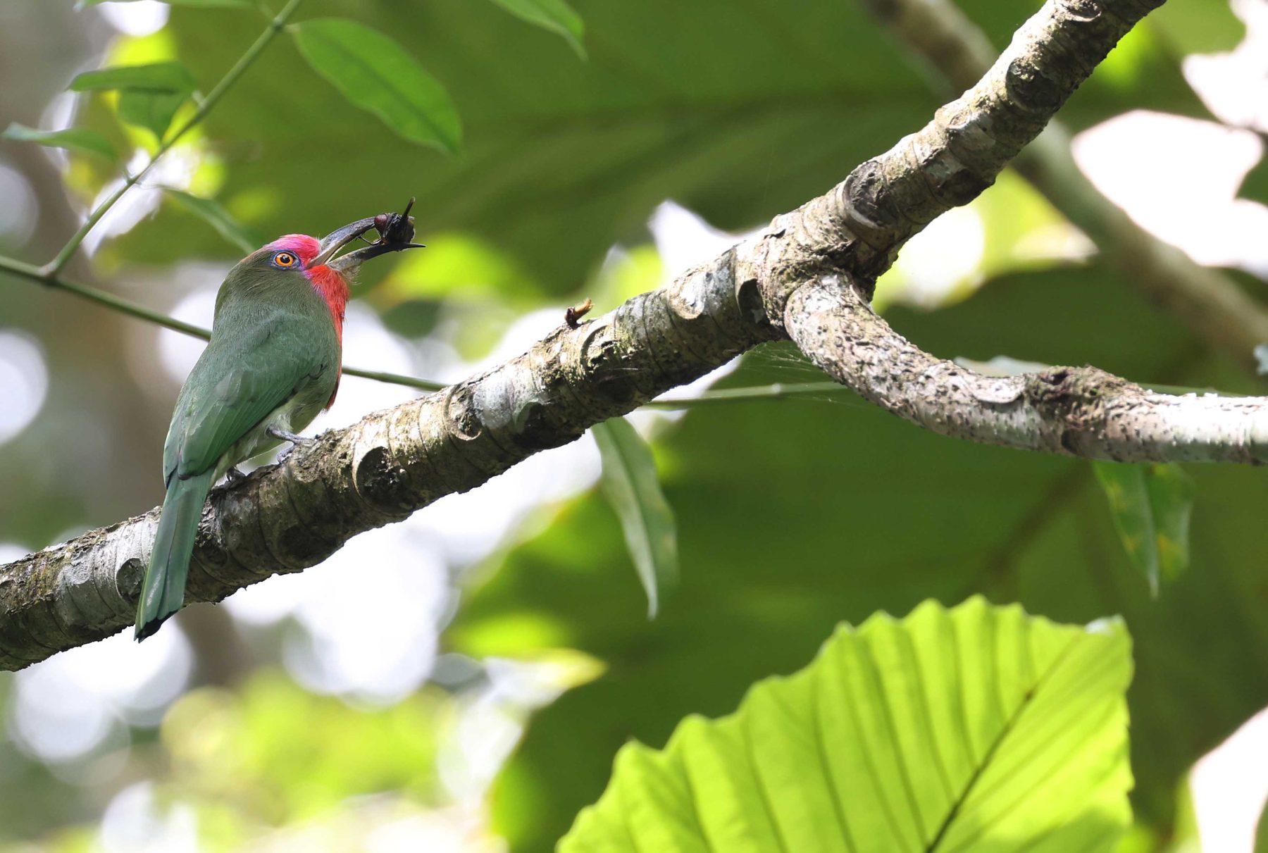 Red-bearded Bee-eater, Sepilok