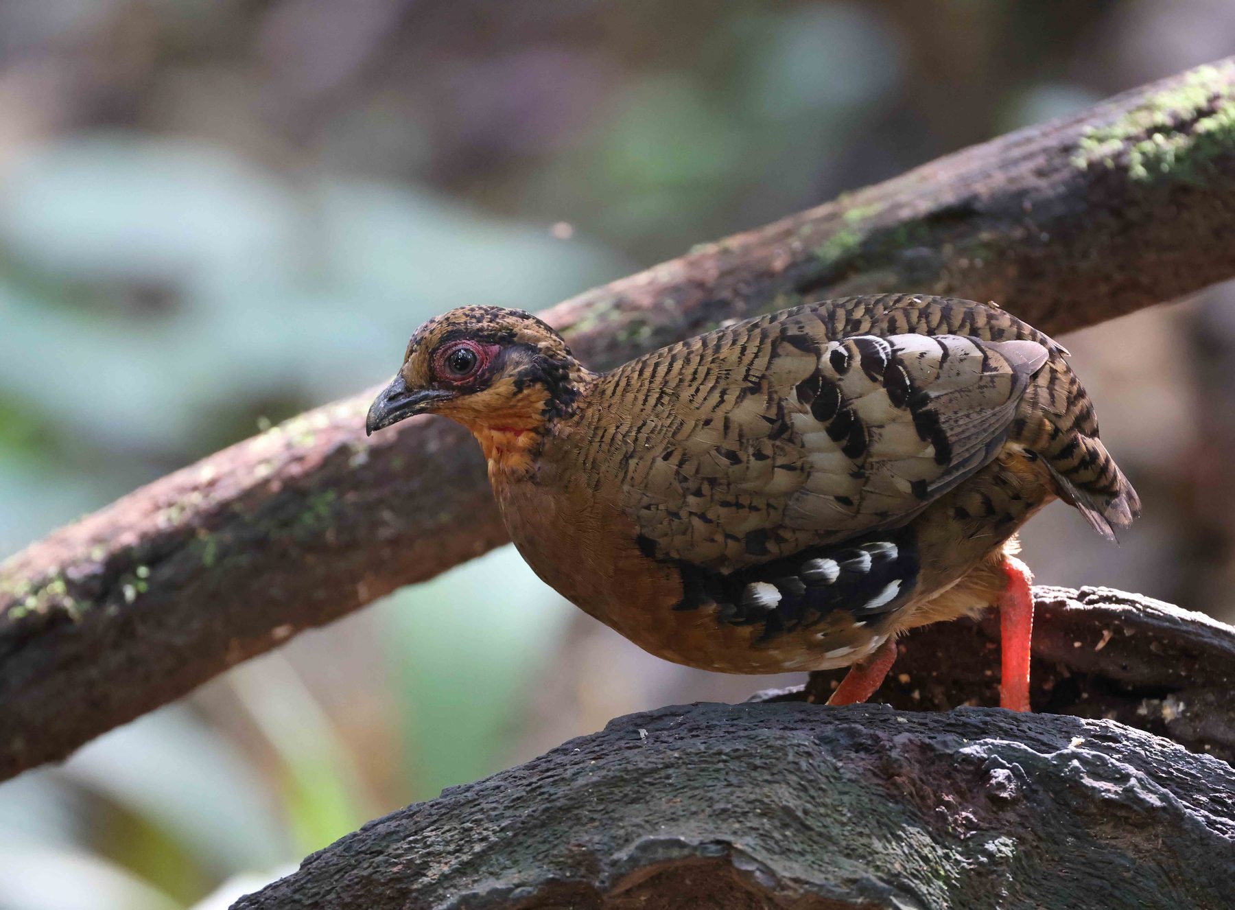 Red-breasted Partridge, Trus Madi bird hide