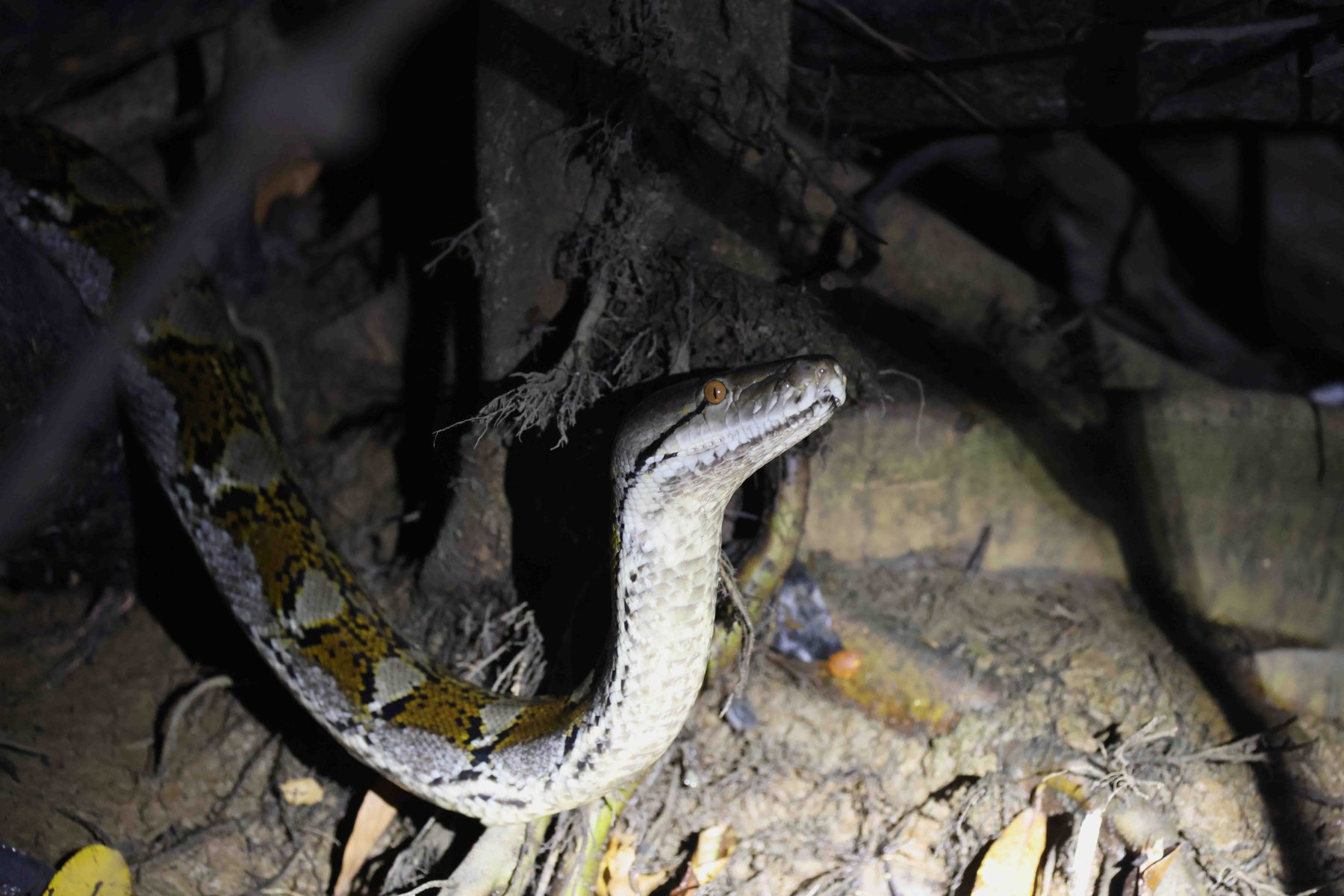 Reticulated Python, Menanggol River