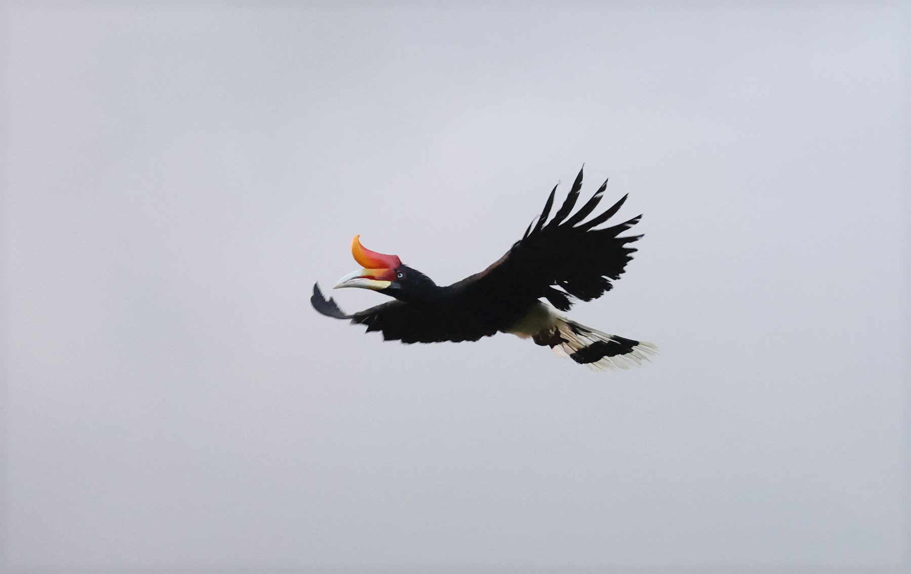 Rhinoceros Hornbill in flight, Tabin