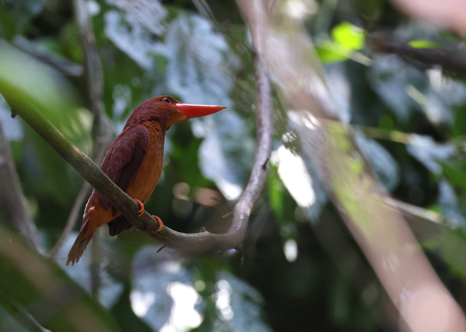 Ruddy Kingfisher, Gomantong Forest