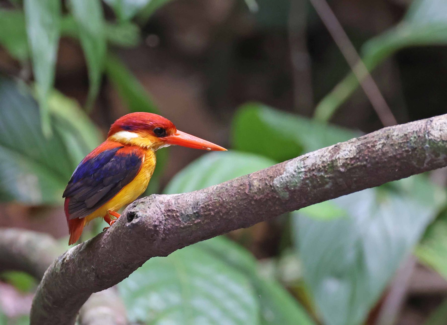 Rufous-backed Dwarf Kingfisher, Sepilok