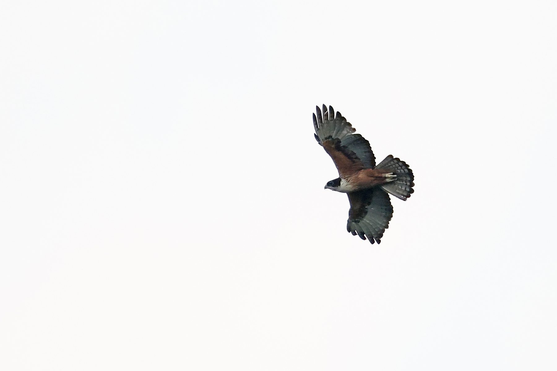 Rufous-bellied Eagle in flight, Gomantong Caves
