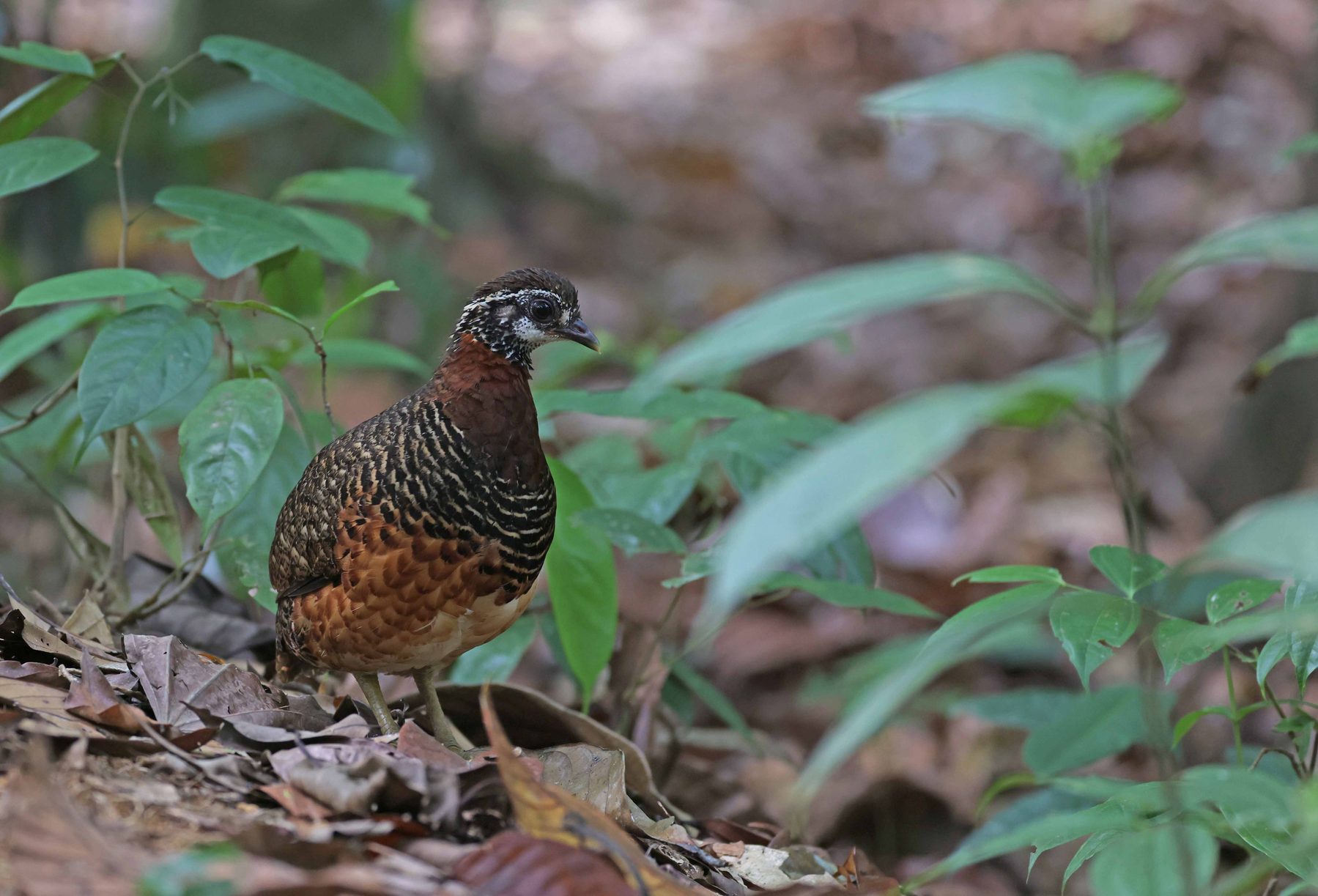 Sabah Partridge, Sepilok