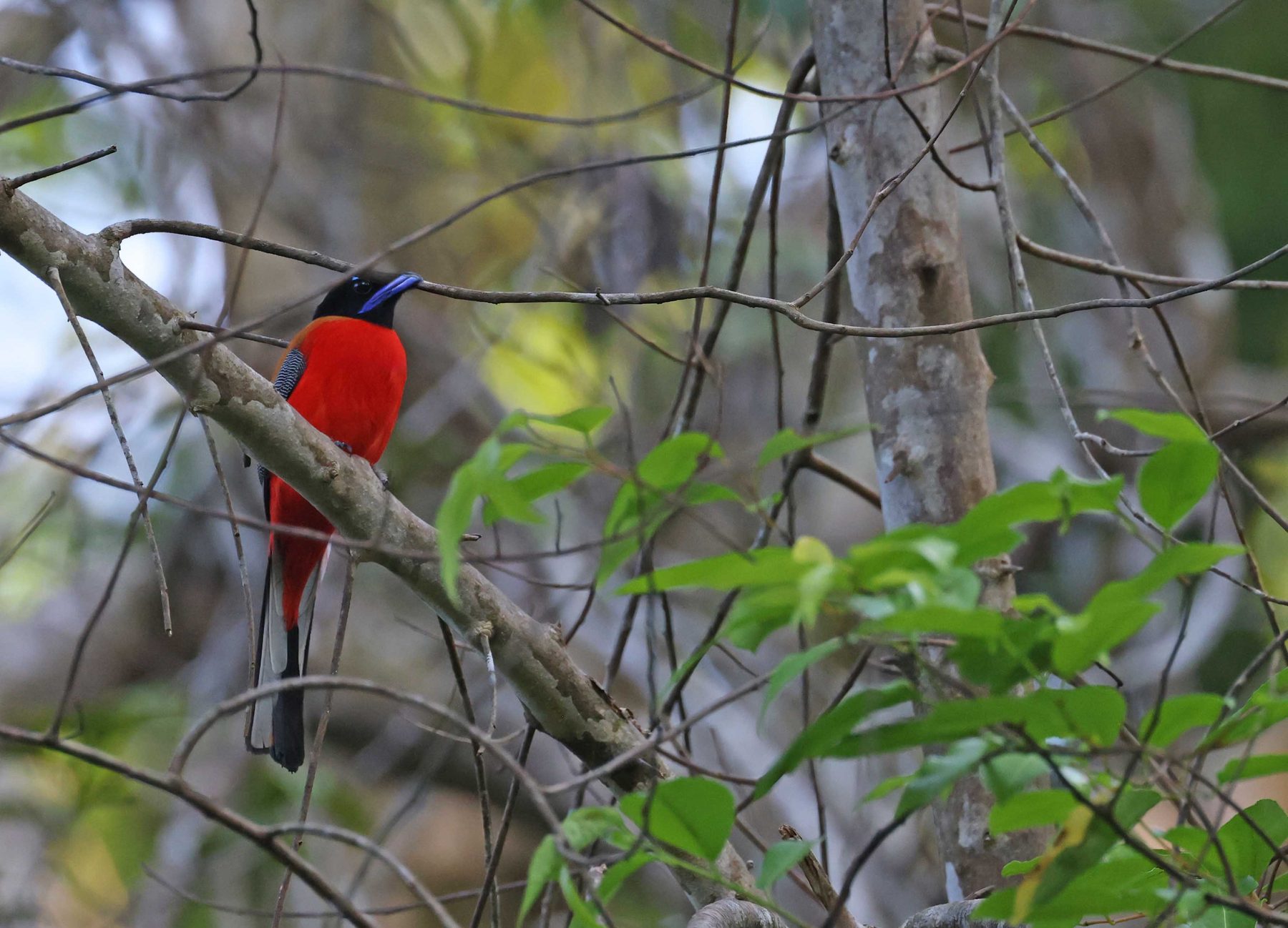 Scarlet-rumped Trogon, Kinabatangan River