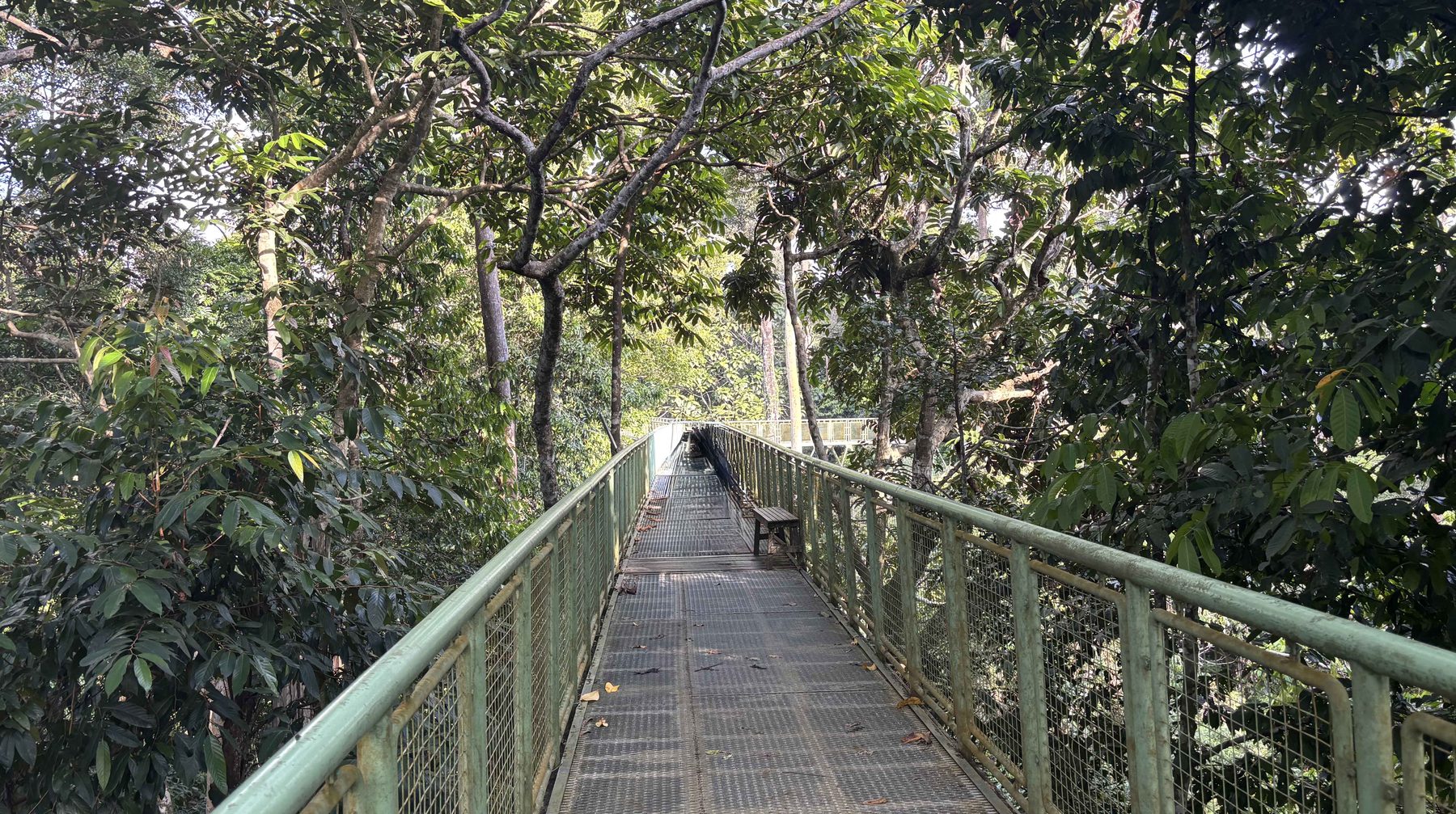 The elevated Skywalk canopy walkway through rainforest at Sepilok Rainforest Discovery Centre