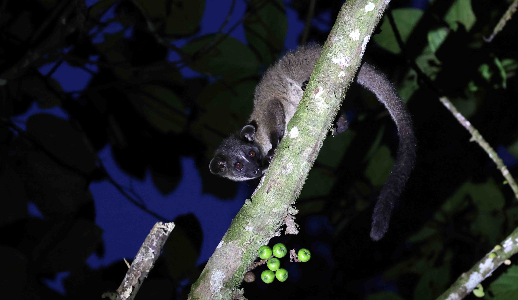 Small-toothed (Bornean Striped) Palm Civet, Kinabatangan River