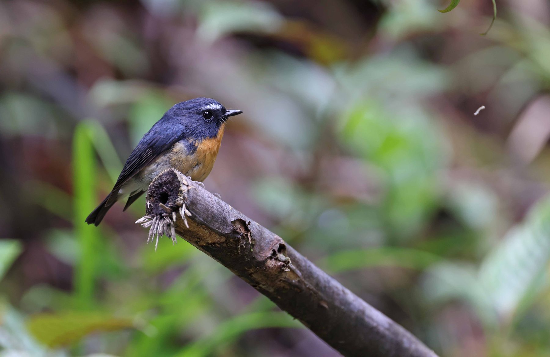 Snowy-browed Flycatcher, Mount Kinabalu National Park