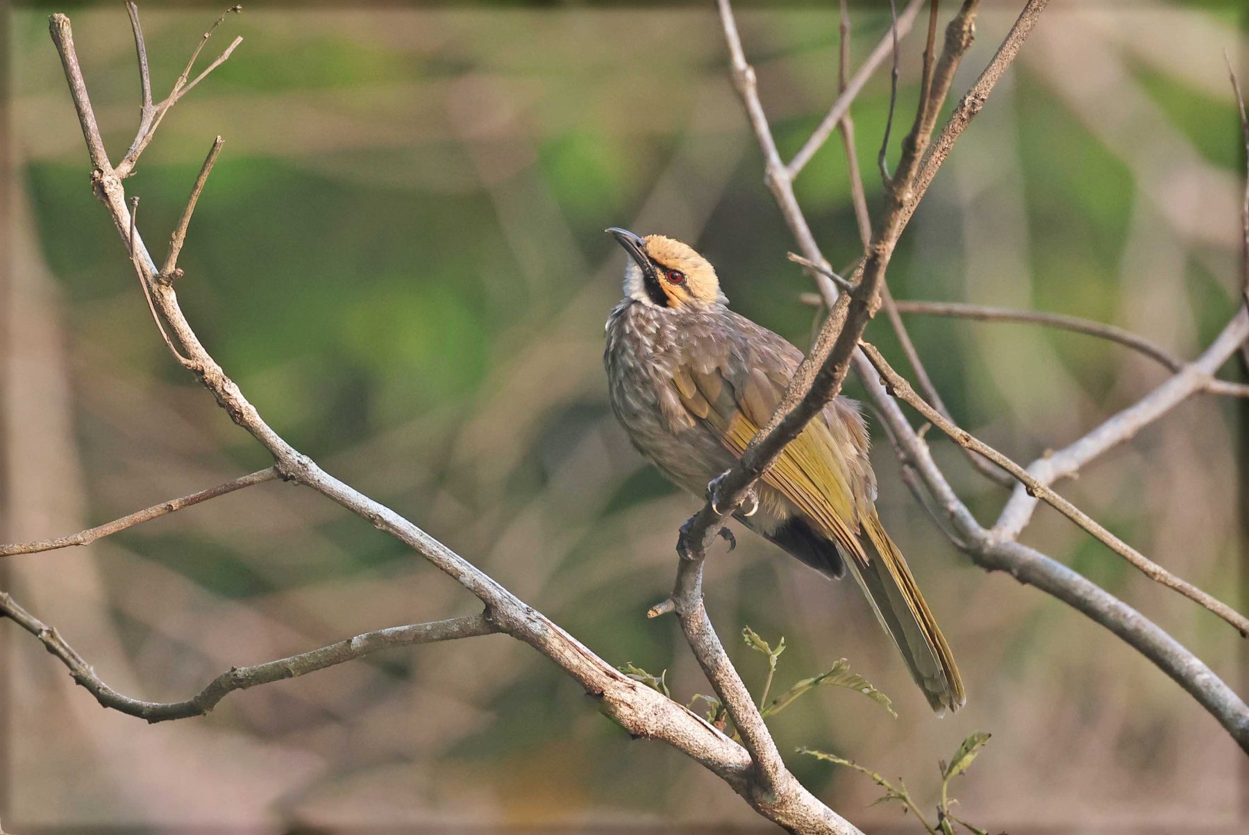 Straw-headed Bulbul perched on a bare branch, Kinabatangan River