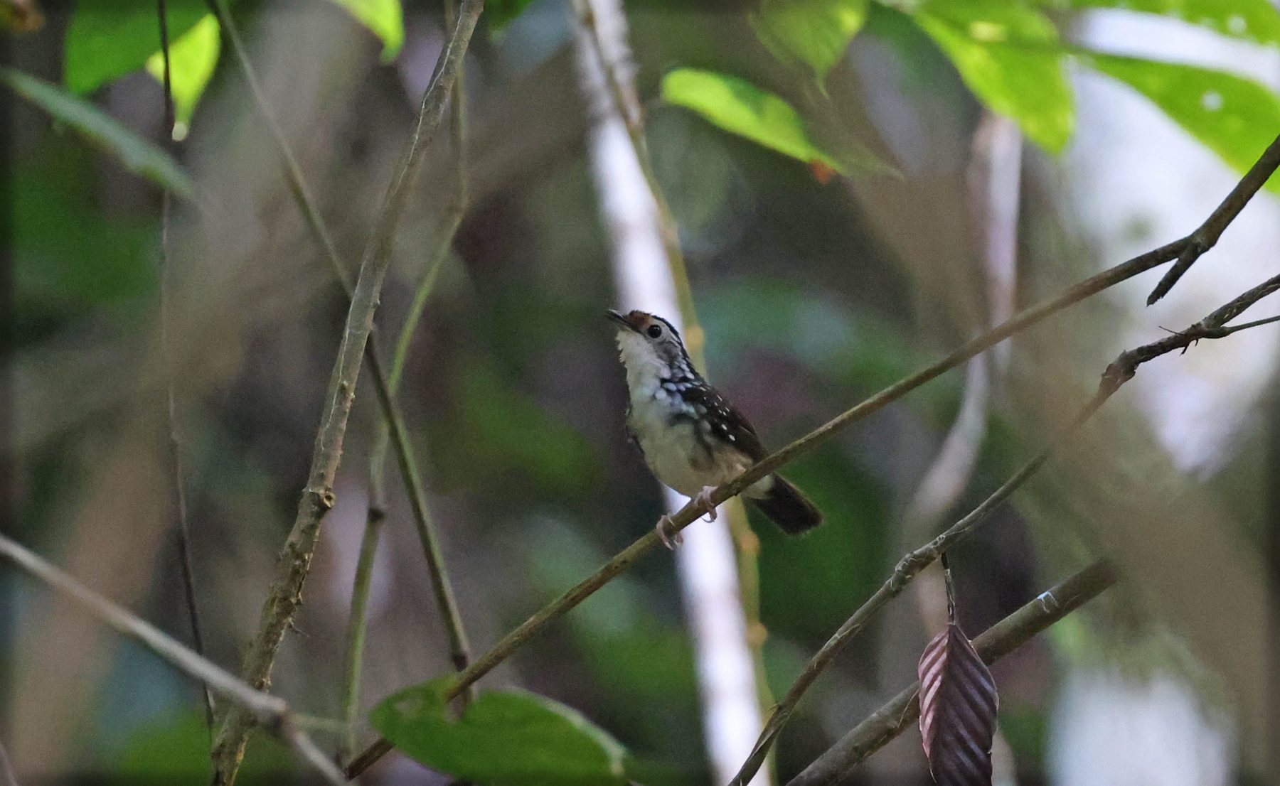 Striped Wren-Babbler, Tabin
