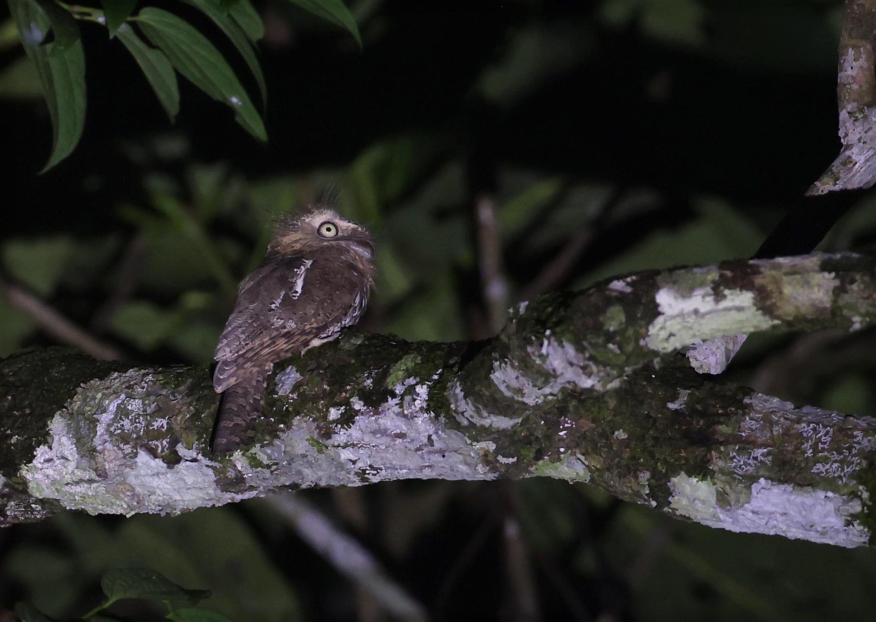 Sunda Frogmouth, Tabin