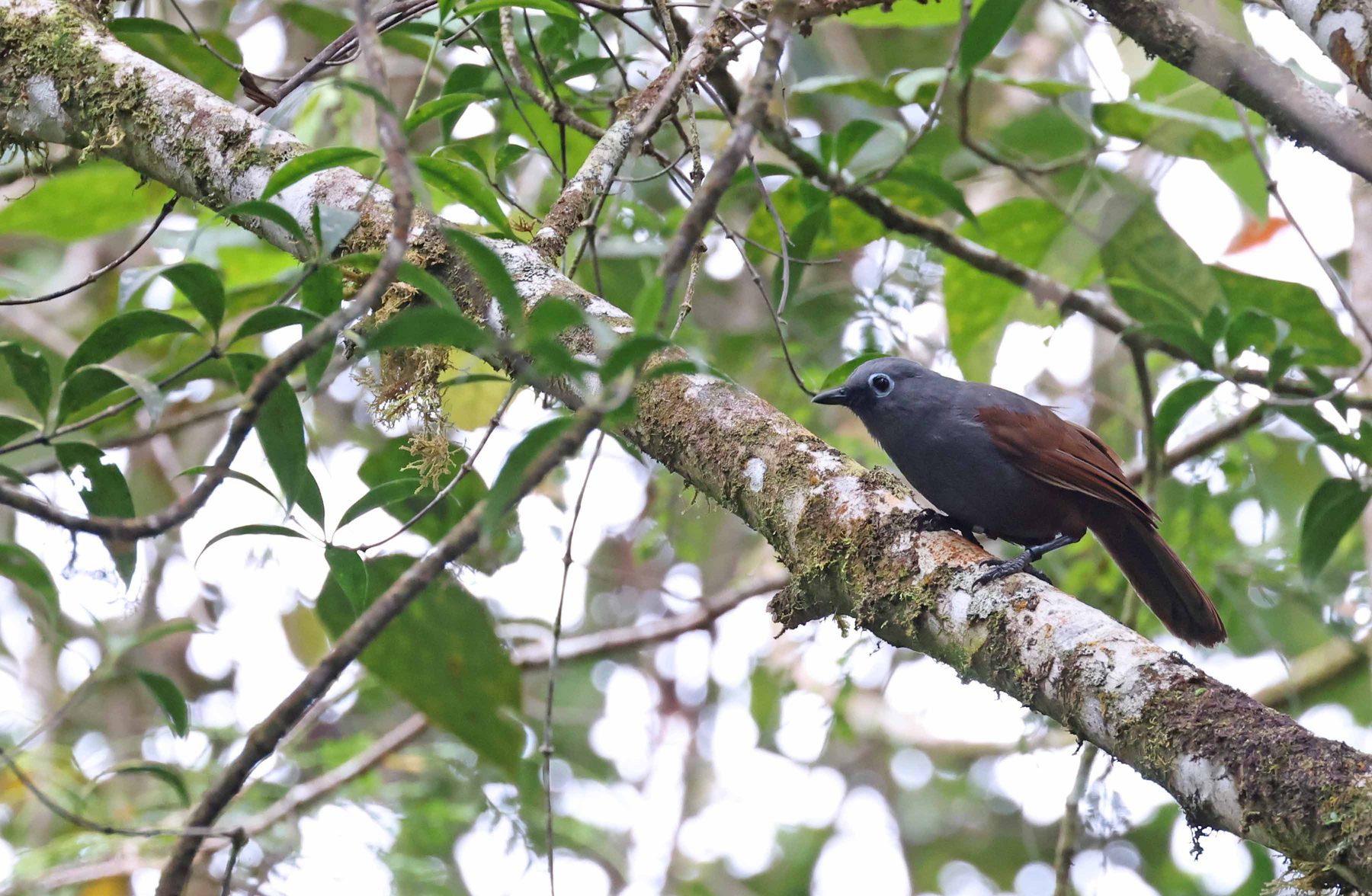 Sunda Laughingthrush, Mount Kinabalu National Park