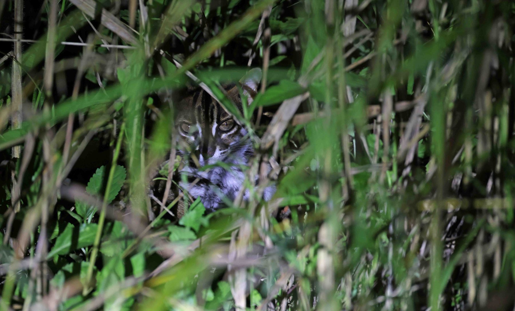 Sunda Leopard Cat in undergrowth at night, Tabin