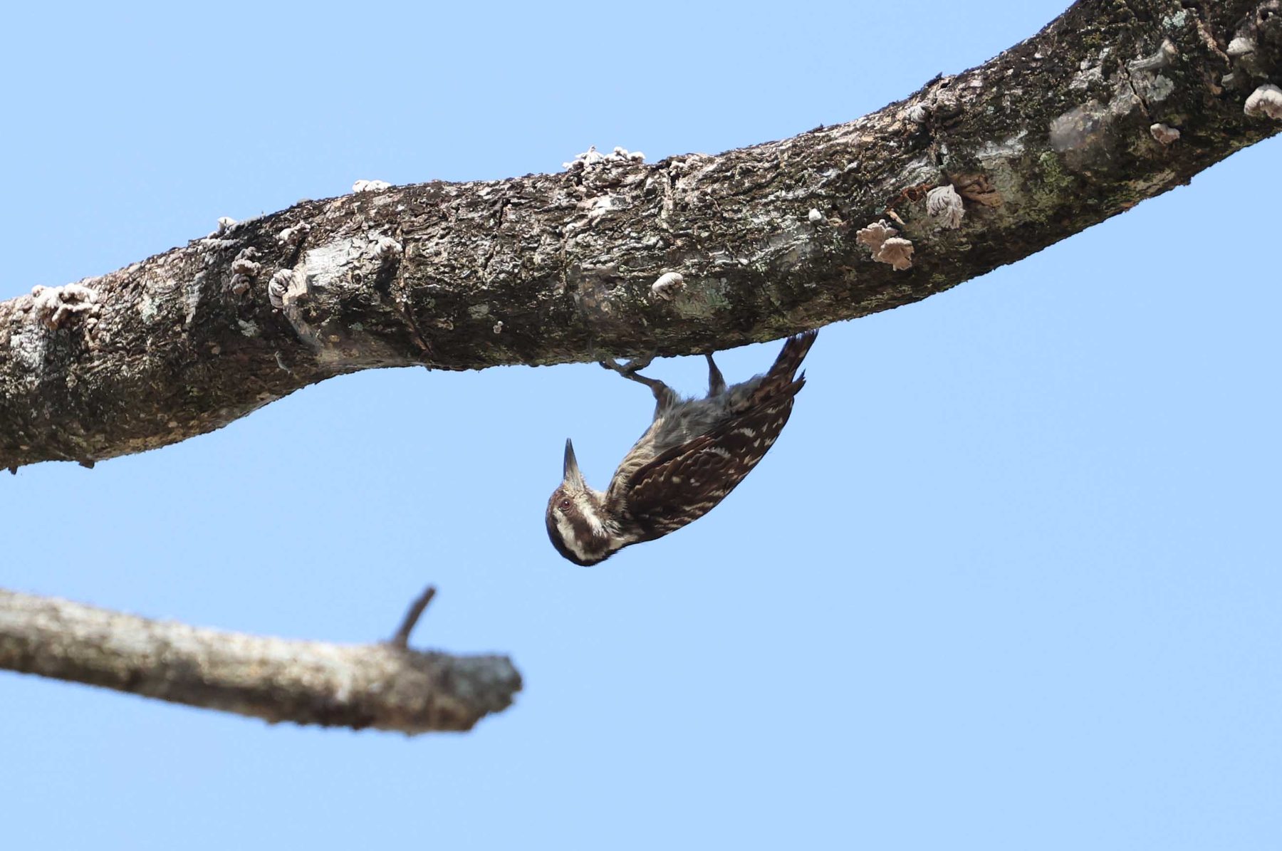 Sunda Pygmy Woodpecker, Kota Kinabalu