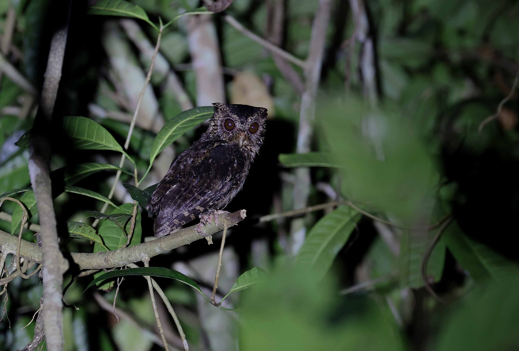 Sunda Scops Owl, Sepilok