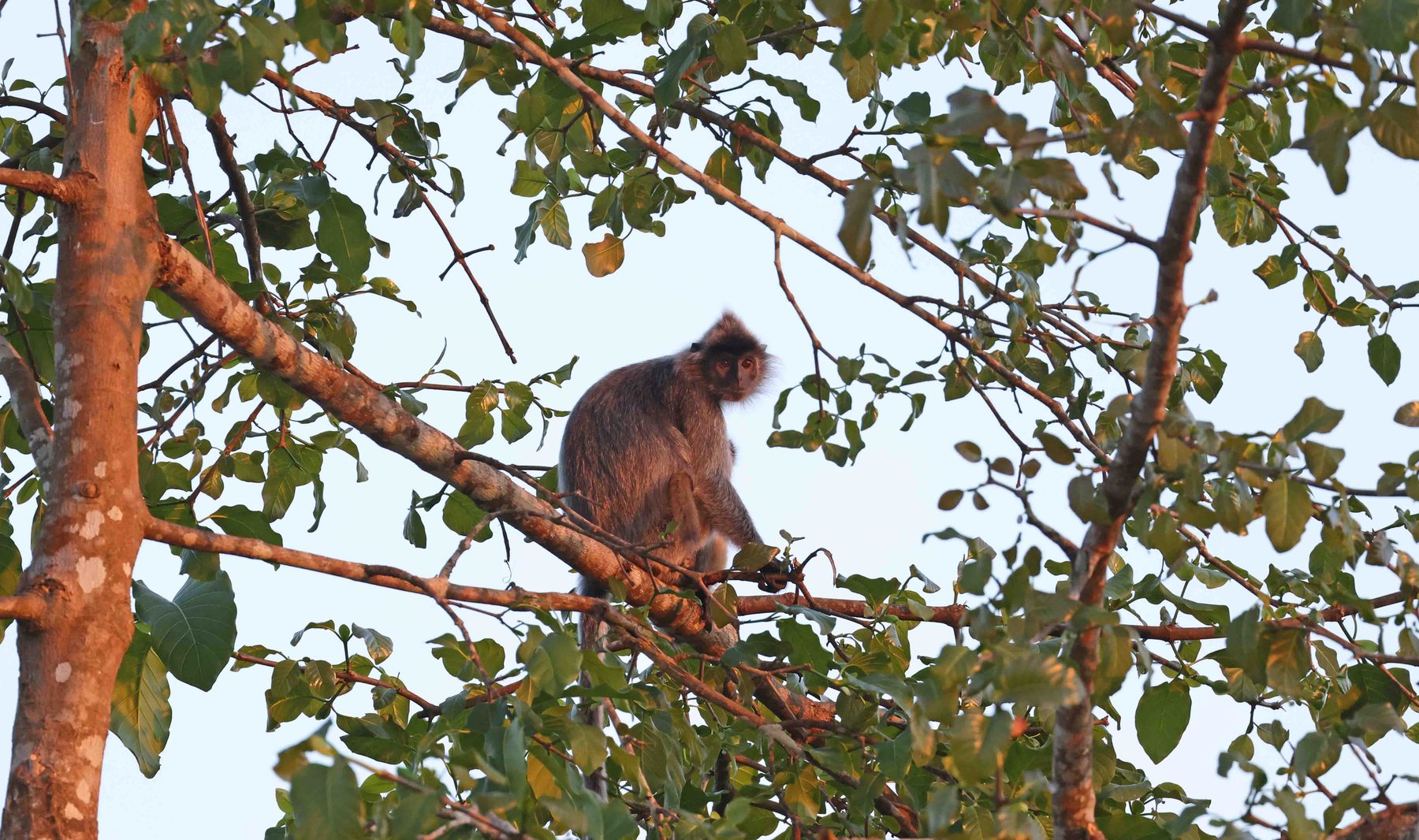 Sunda Silvery Langur, Kinabatangan River
