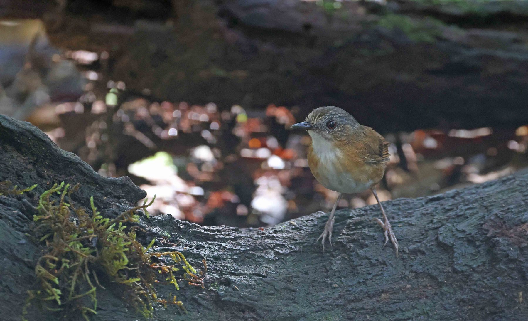 Temminck's Babbler, Trus Madi bird hide