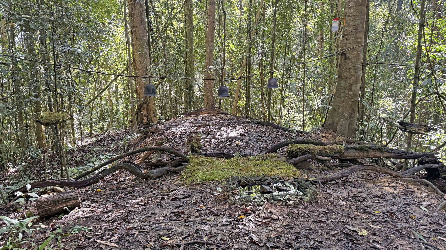 View from the Trus Madi bird hide, a cleared forest floor platform