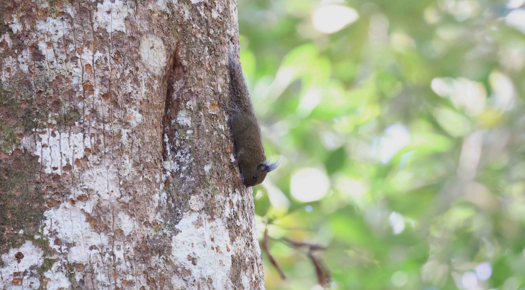 Tufted (Whitehead's) Pygmy Squirrel, Mount Kinabalu National Park