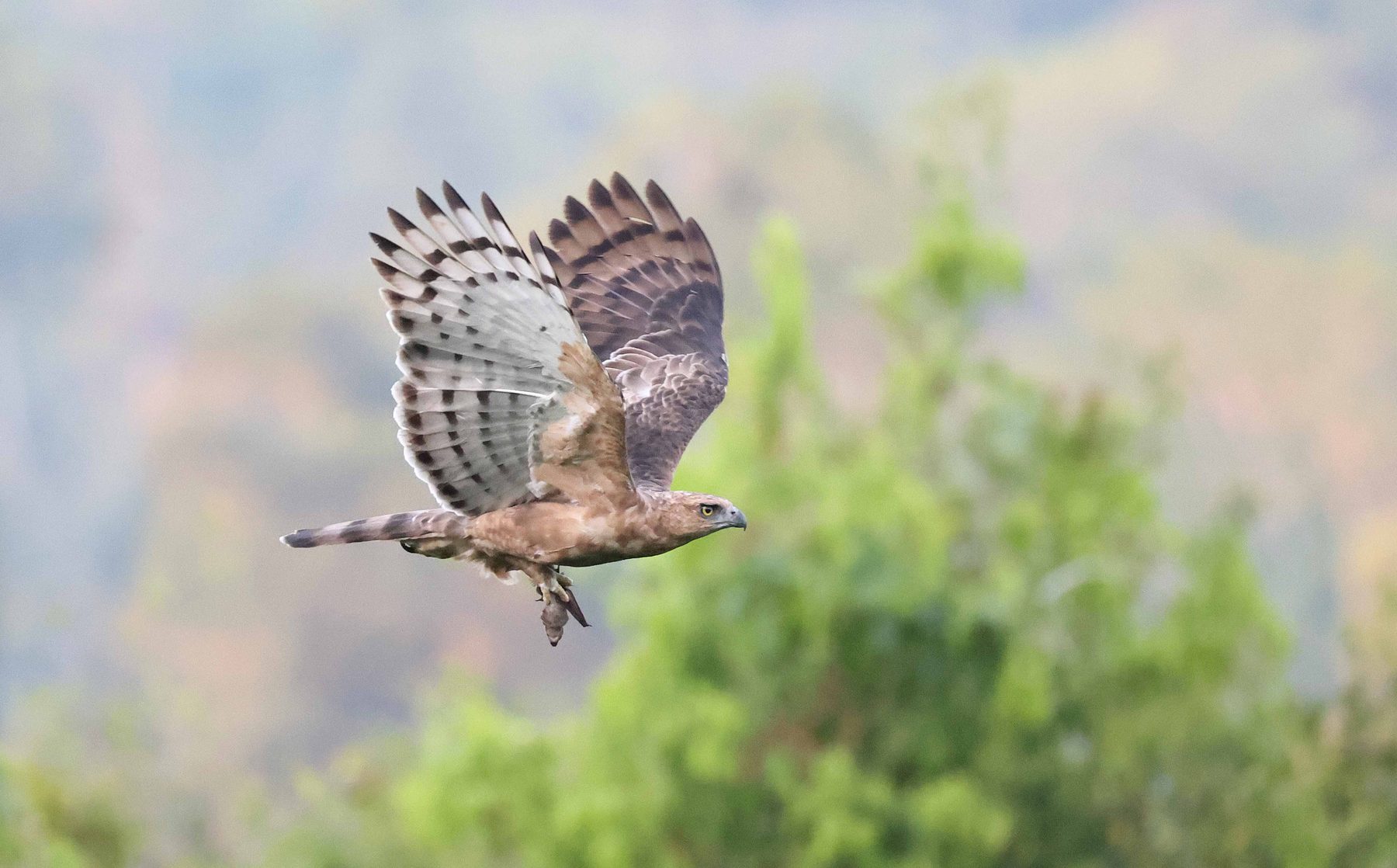 Wallace's Hawk-Eagle in flight, Gomantong Caves