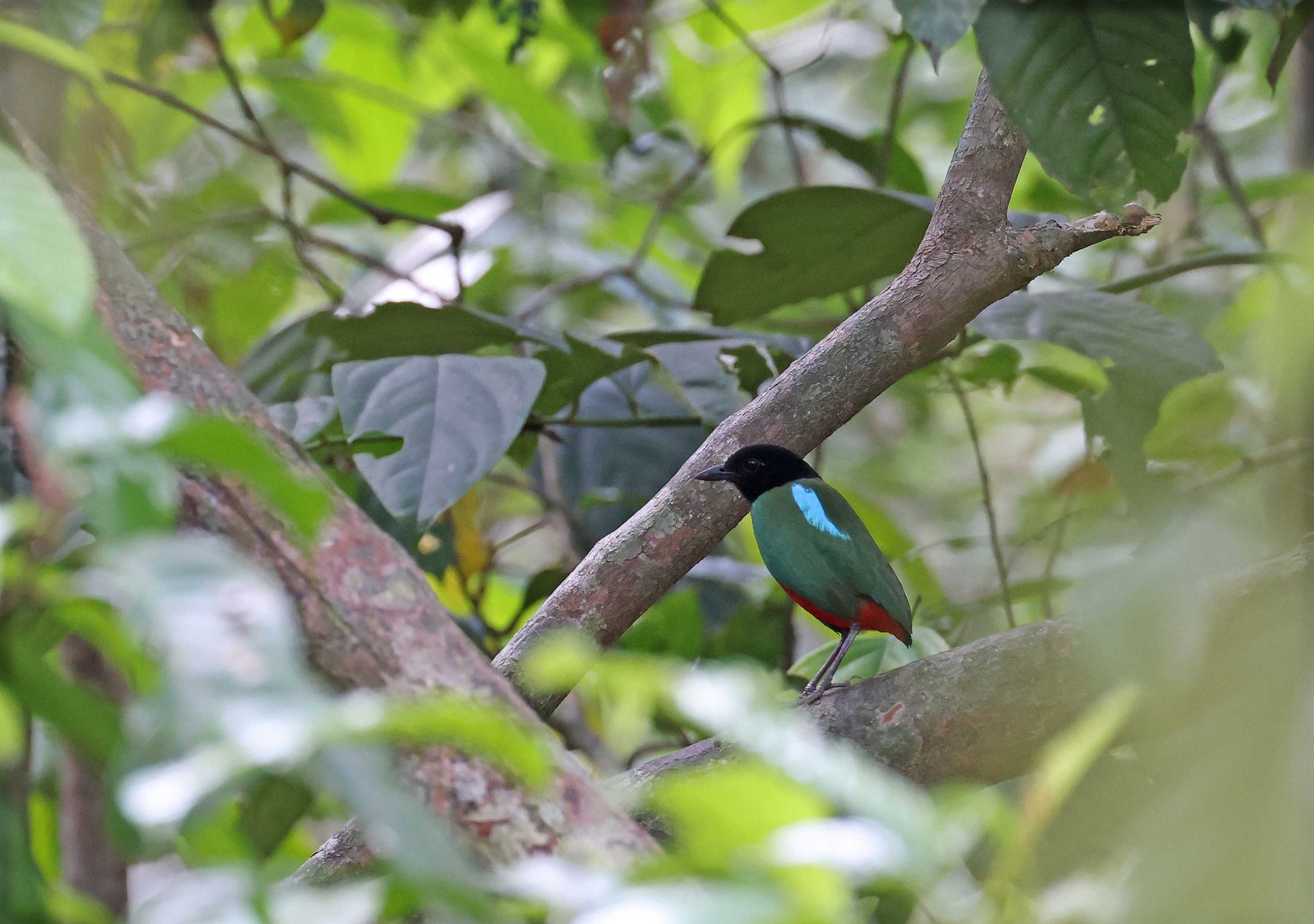 Western Hooded Pitta, Kinabatangan River