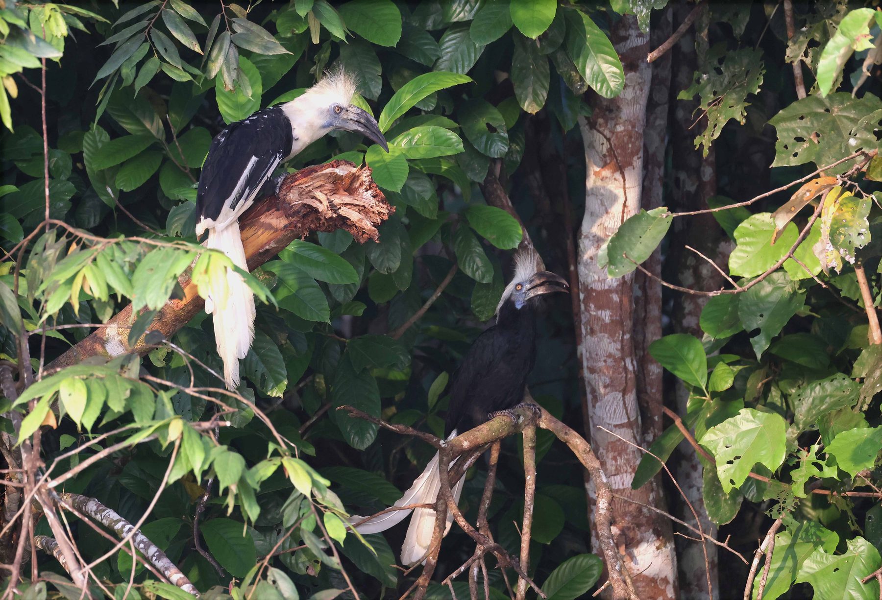 White-crowned Hornbills, Kinabatangan River