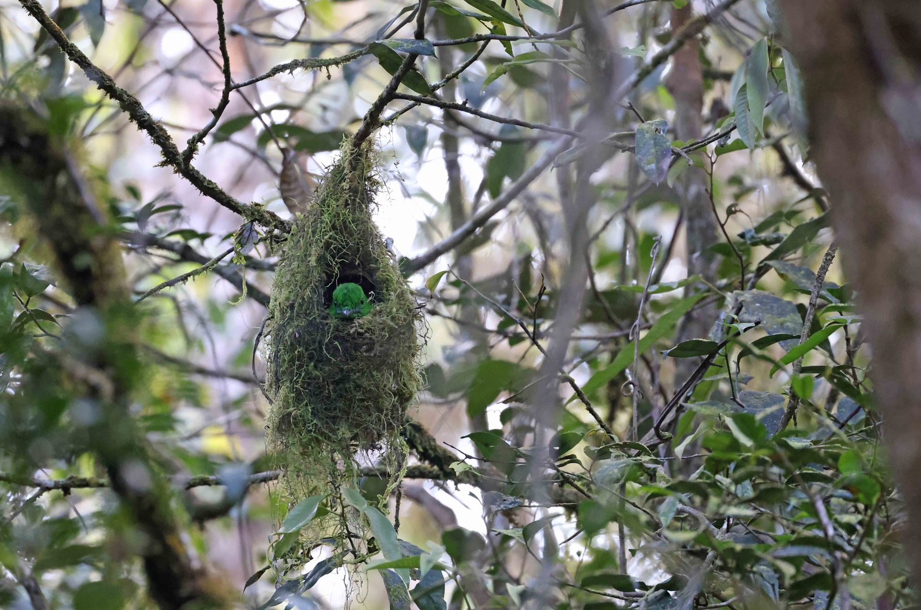 Female Whitehead's Broadbill incubating at the nest, Mount Kinabalu National Park