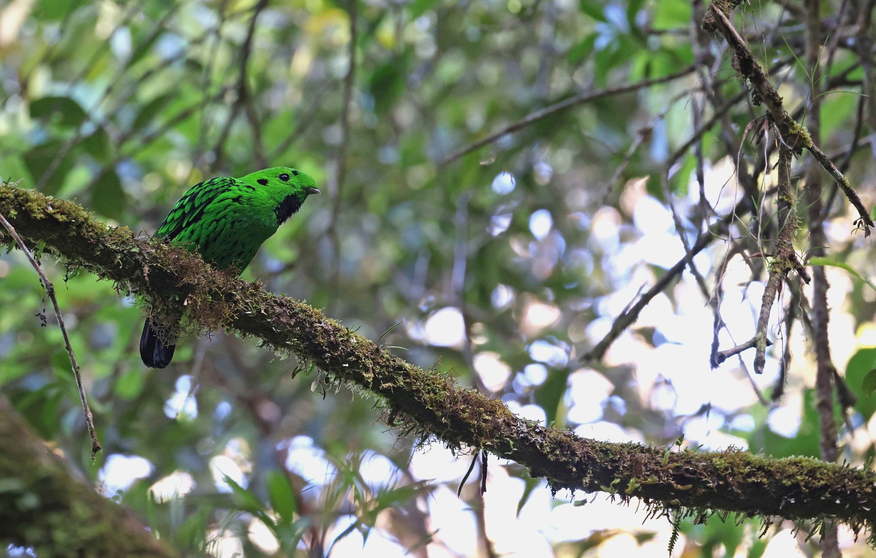 Whitehead's Broadbill, male, Mount Kinabalu National Park
