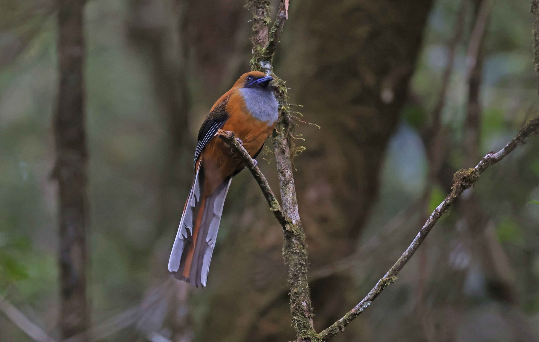 Whitehead's Trogon, female, Mount Kinabalu National Park