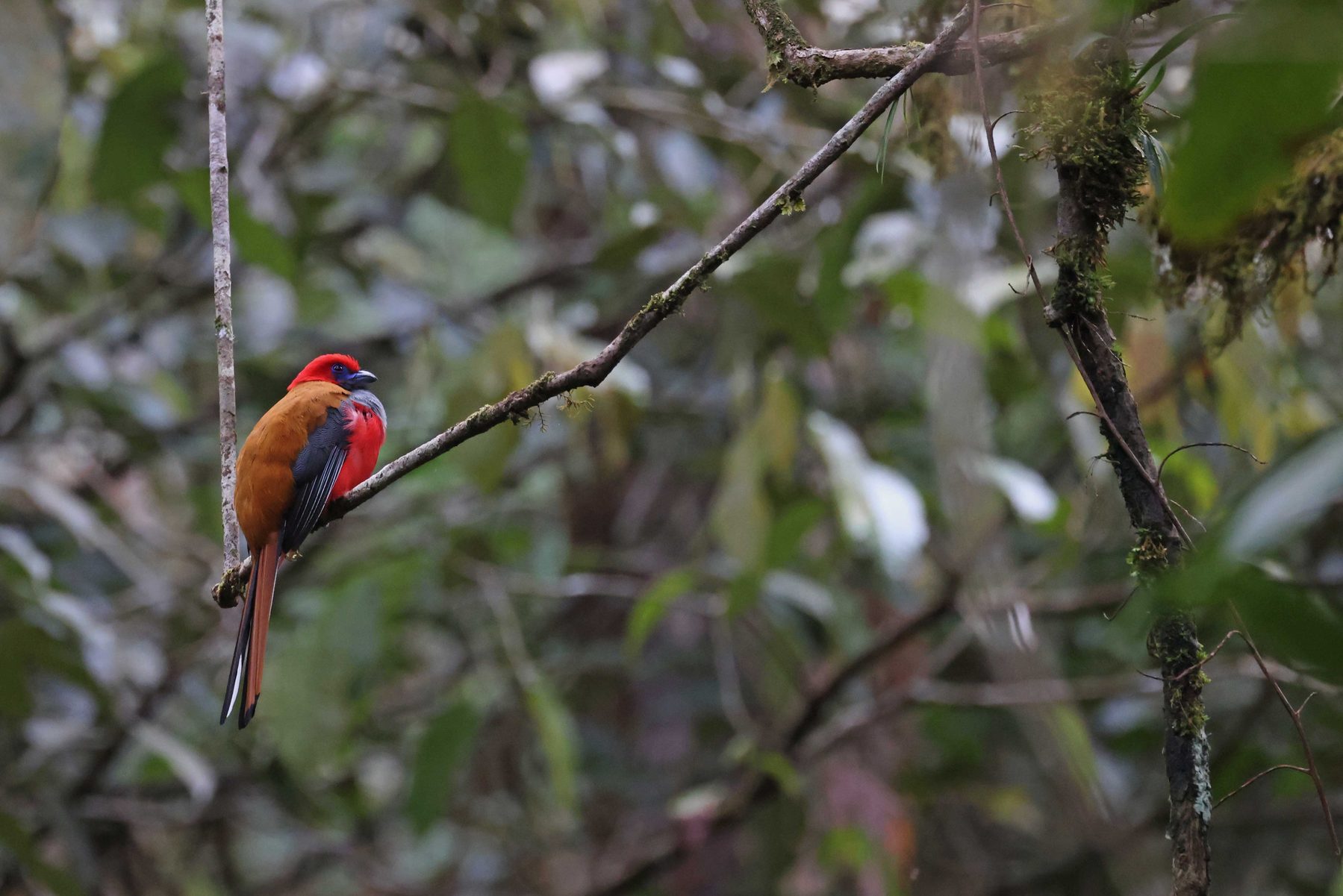 Male Whitehead's Trogon perched in montane forest, Mount Kinabalu National Park