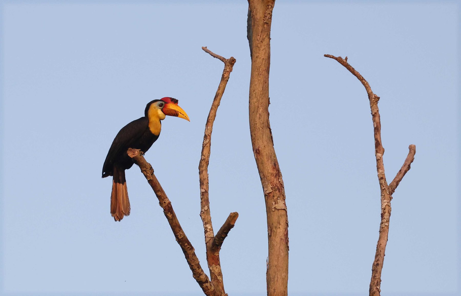 Wrinkled Hornbill perched on a bare branch, Kinabatangan River