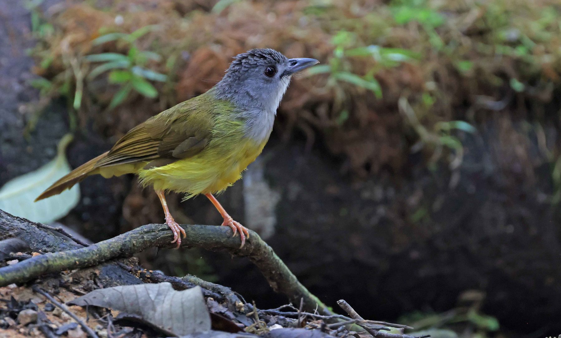 Yellow-bellied Bulbul, Trus Madi bird hide