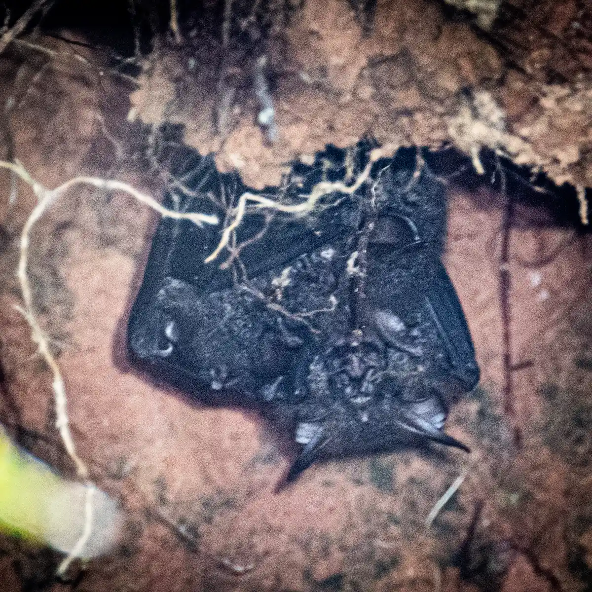 Andersen's woolly horseshoe bat roosting at Mount Kinabalu National Park