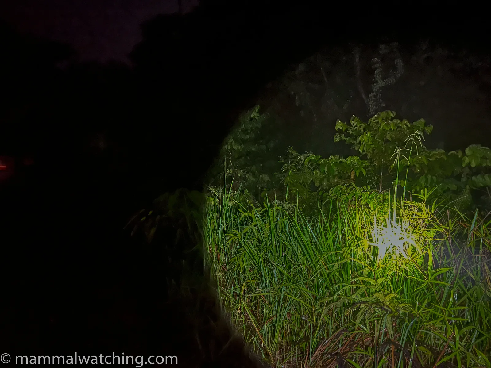 The road at Deramakot Forest Reserve where the group watched a Bornean Bay Cat cross at night