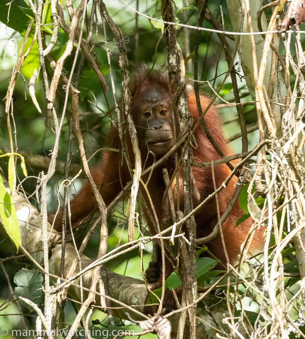 Bornean orangutan in the forest canopy at Deramakot