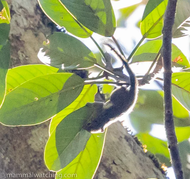 Sculptor squirrel high in a tree at Sayap Substation