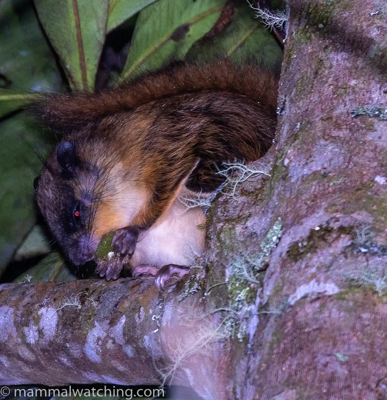 Whiskered flying squirrel beside the road at Mount Kinabalu National Park