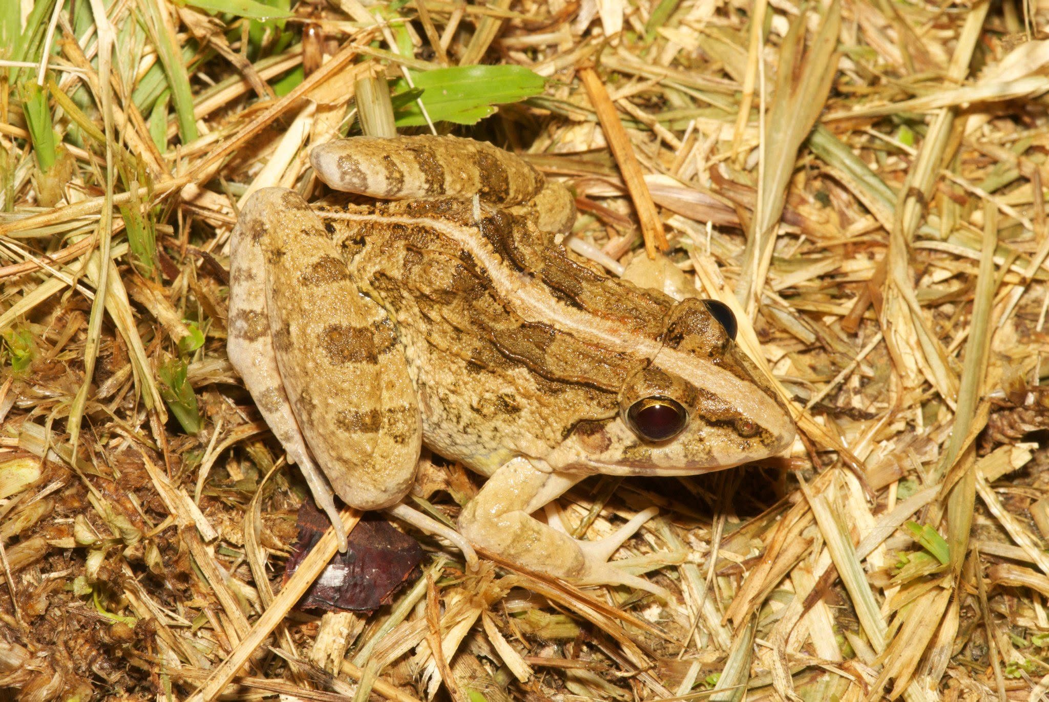 Asian Grass Frog — Borneo wildlife, book, free download, jungle tour, frog, herp tour