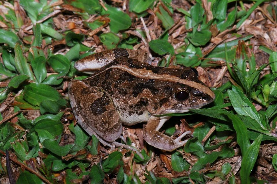 Asian Grass Frog — Borneo wildlife, book, free download, jungle tour, frog, herp tour
