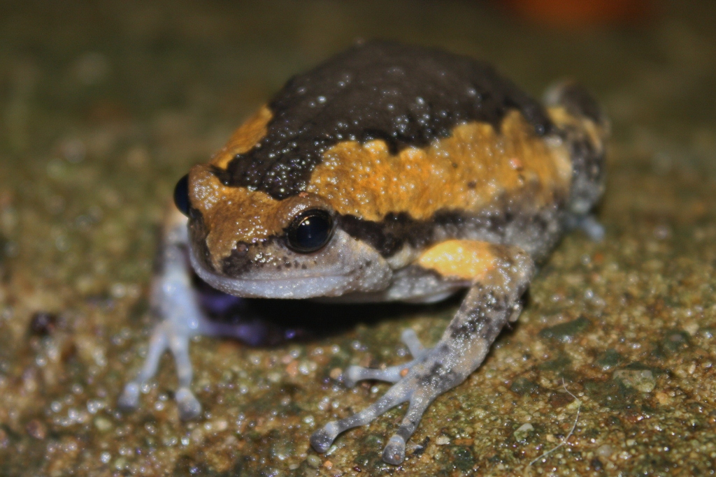 Banded Bullfrog — Borneo wildlife, book, free download, jungle tour, frog, herp tour
