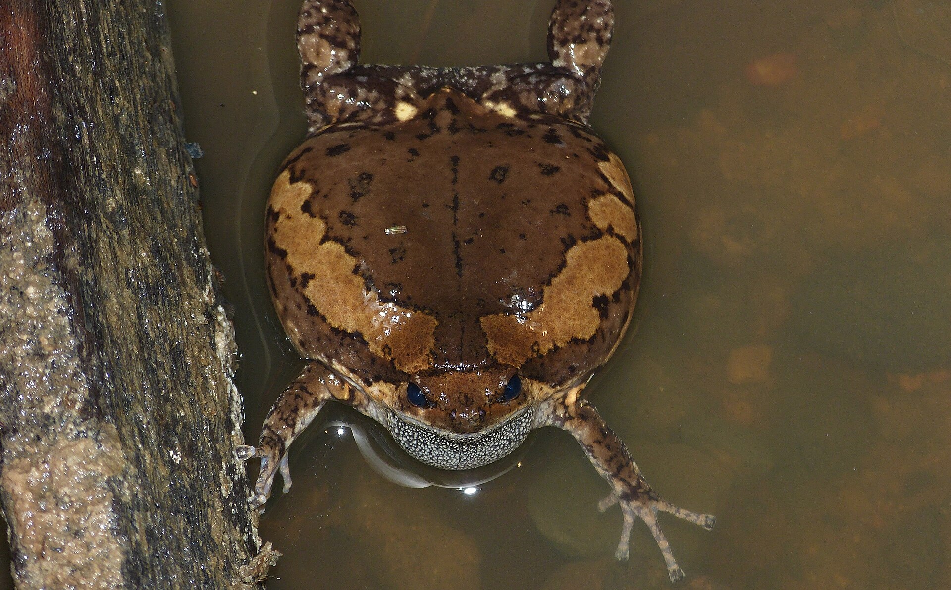Banded Bullfrog — Borneo wildlife, book, free download, jungle tour, frog, herp tour
