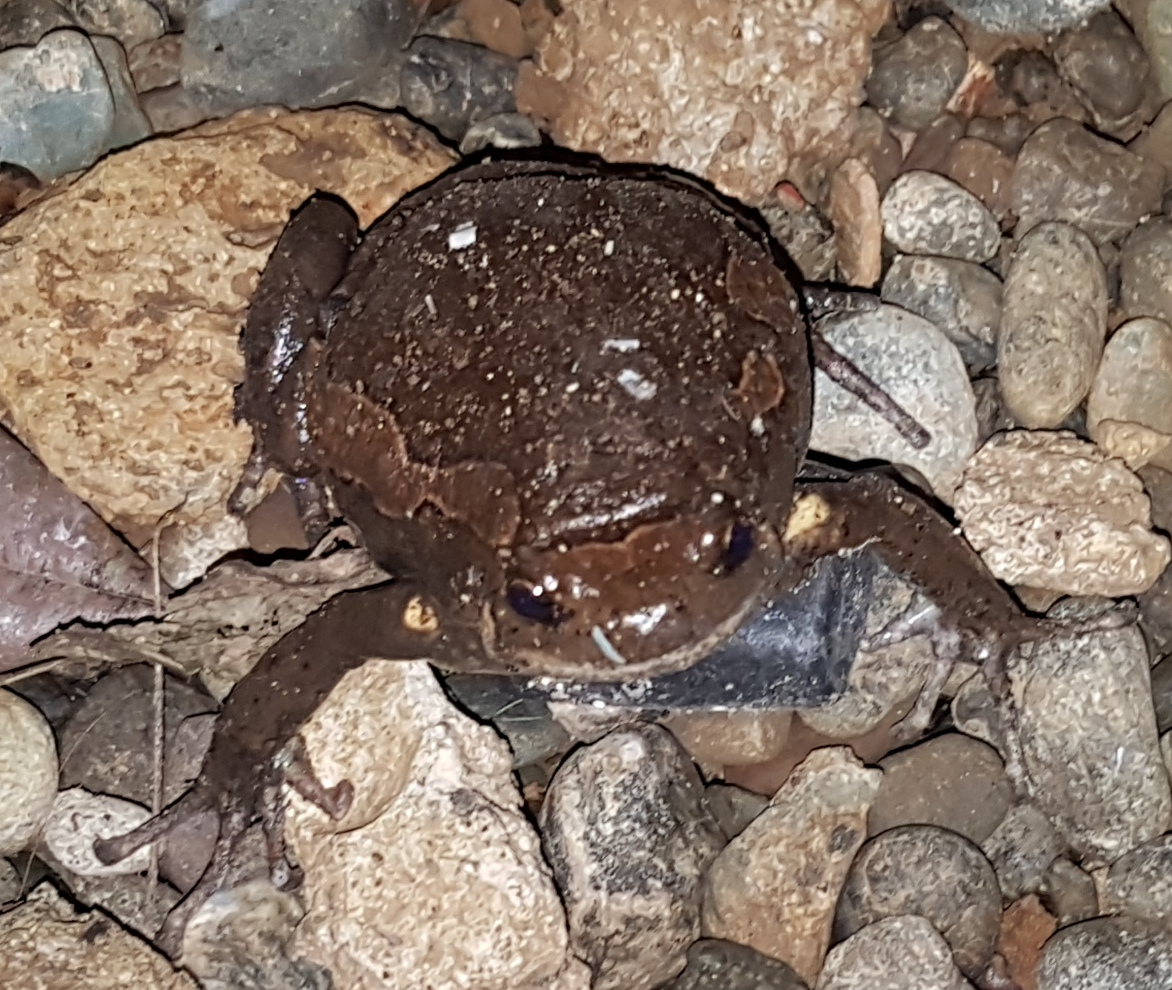 Banded Bullfrog — Borneo wildlife, book, free download, jungle tour, frog, herp tour