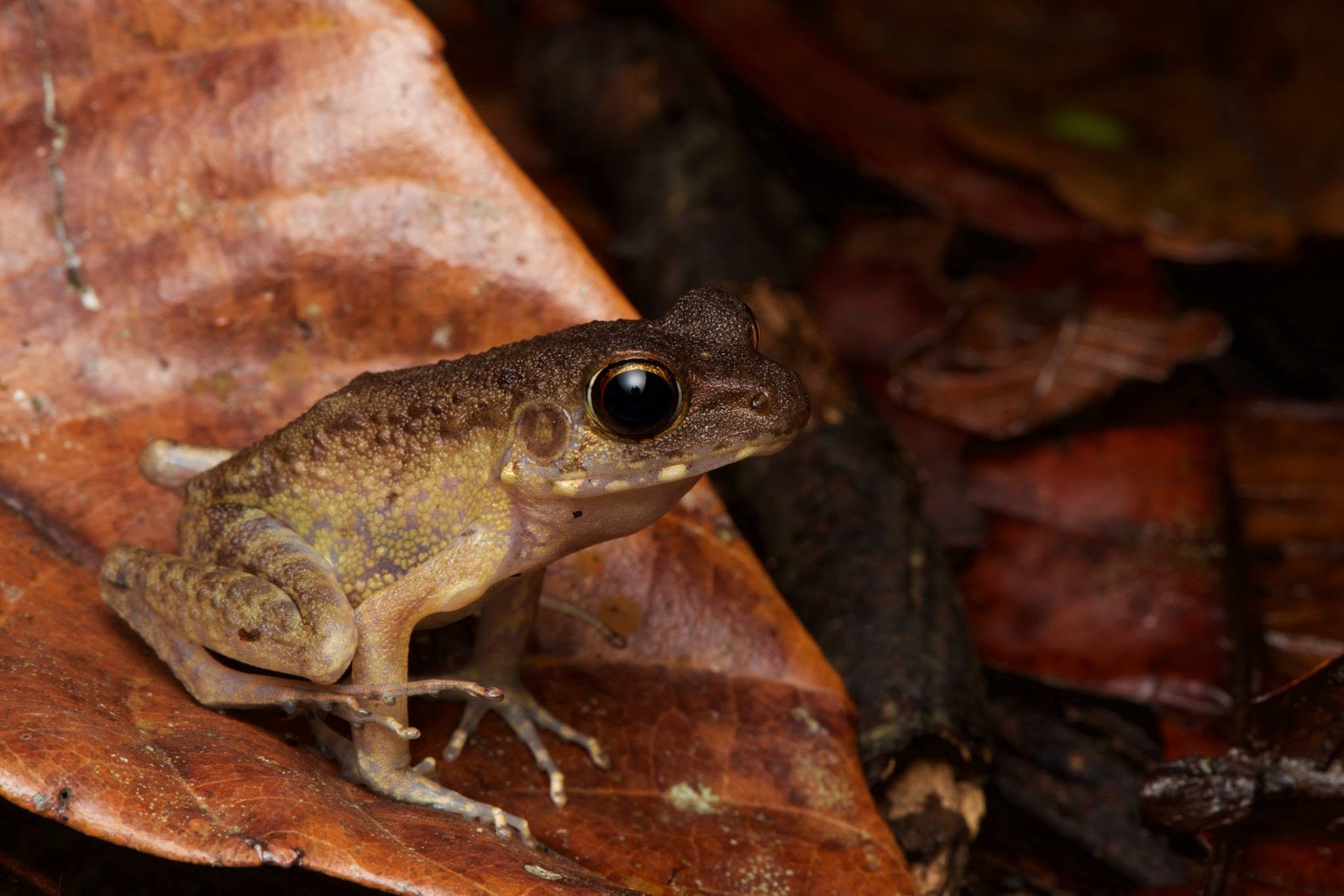 Baram River Frog — Borneo wildlife, book, free download, jungle tour, frog, herp tour
