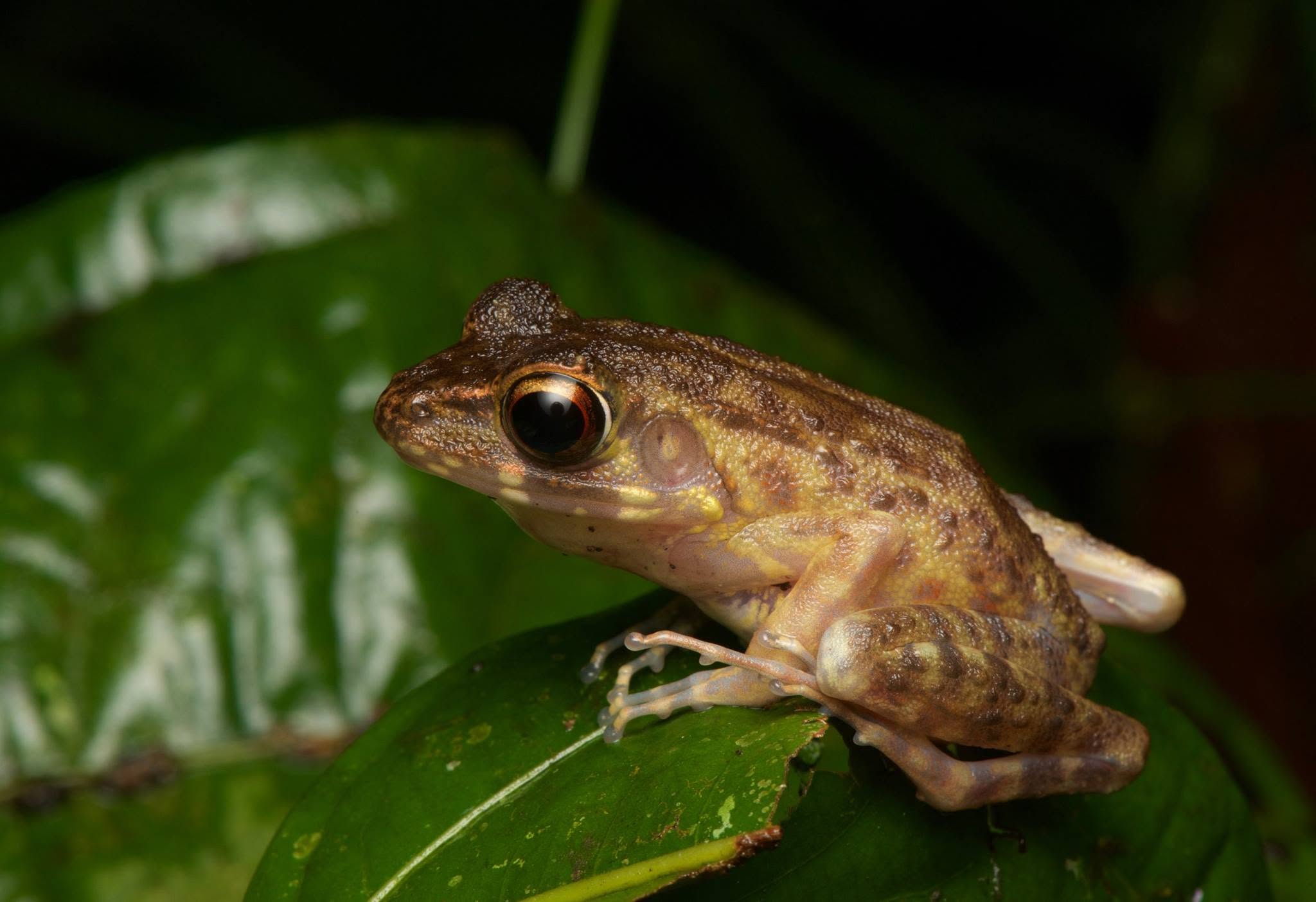 Baram River Frog — Borneo wildlife, book, free download, jungle tour, frog, herp tour