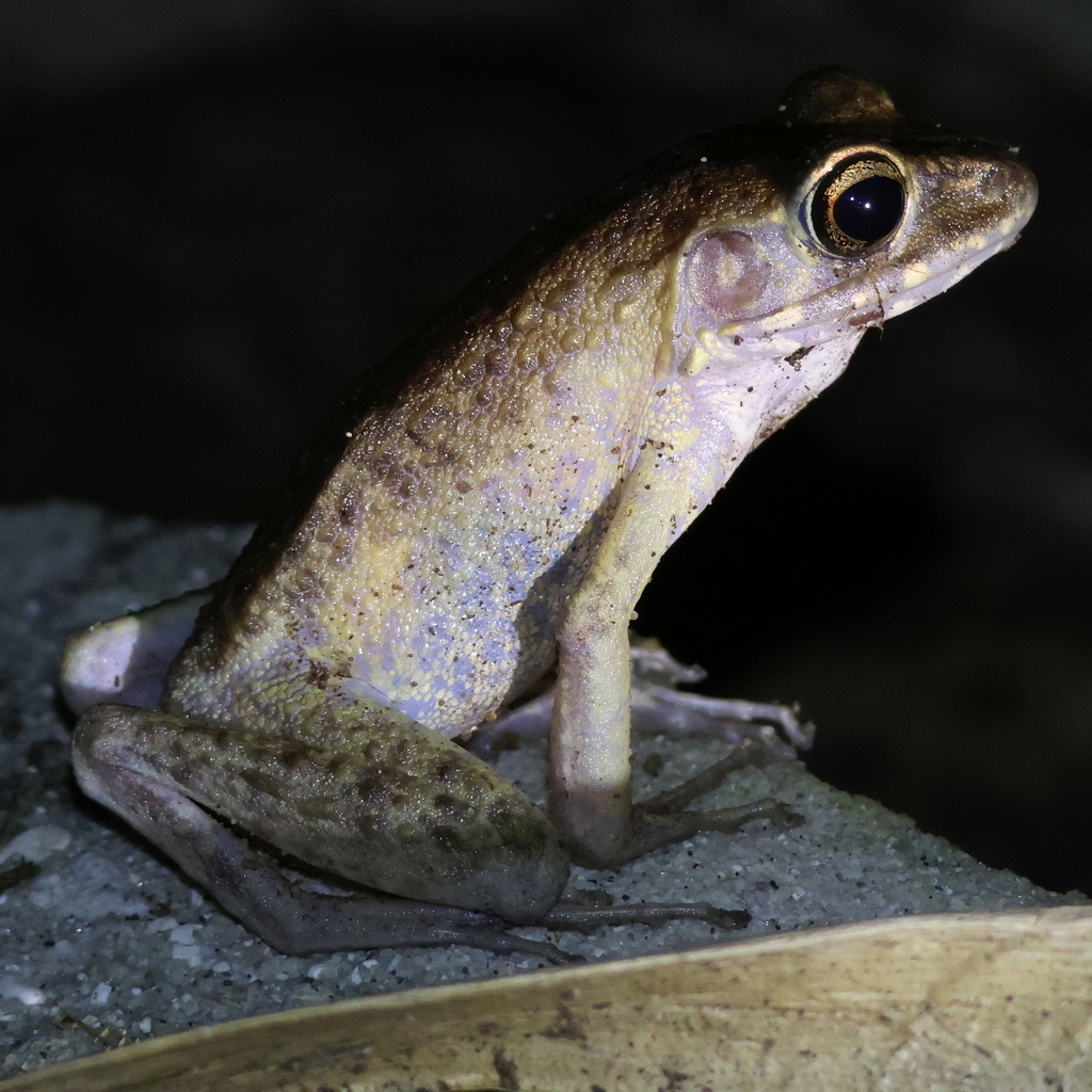 Baram River Frog — Borneo wildlife, book, free download, jungle tour, frog, herp tour