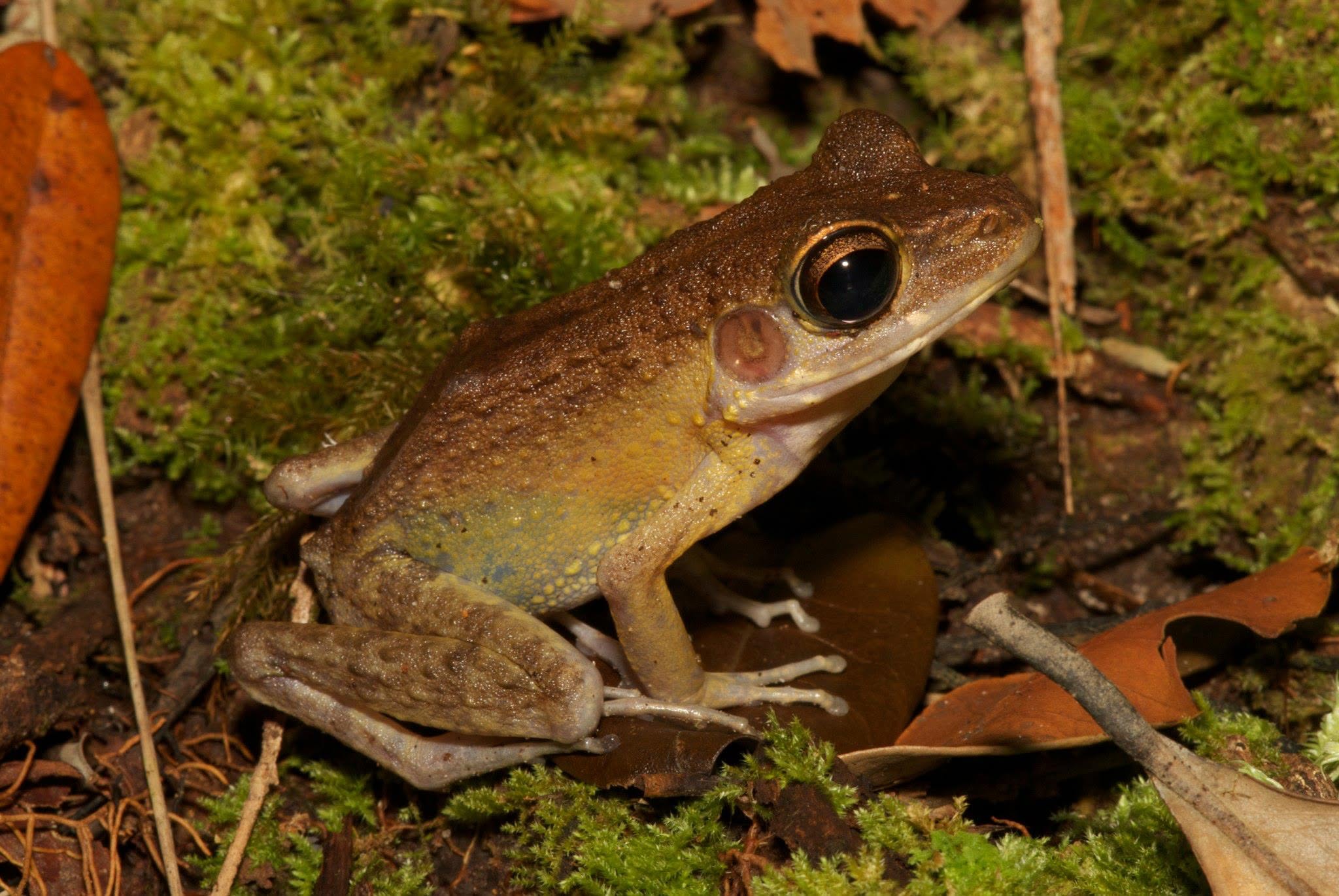 Baram River Frog — Borneo wildlife, book, free download, jungle tour, frog, herp tour