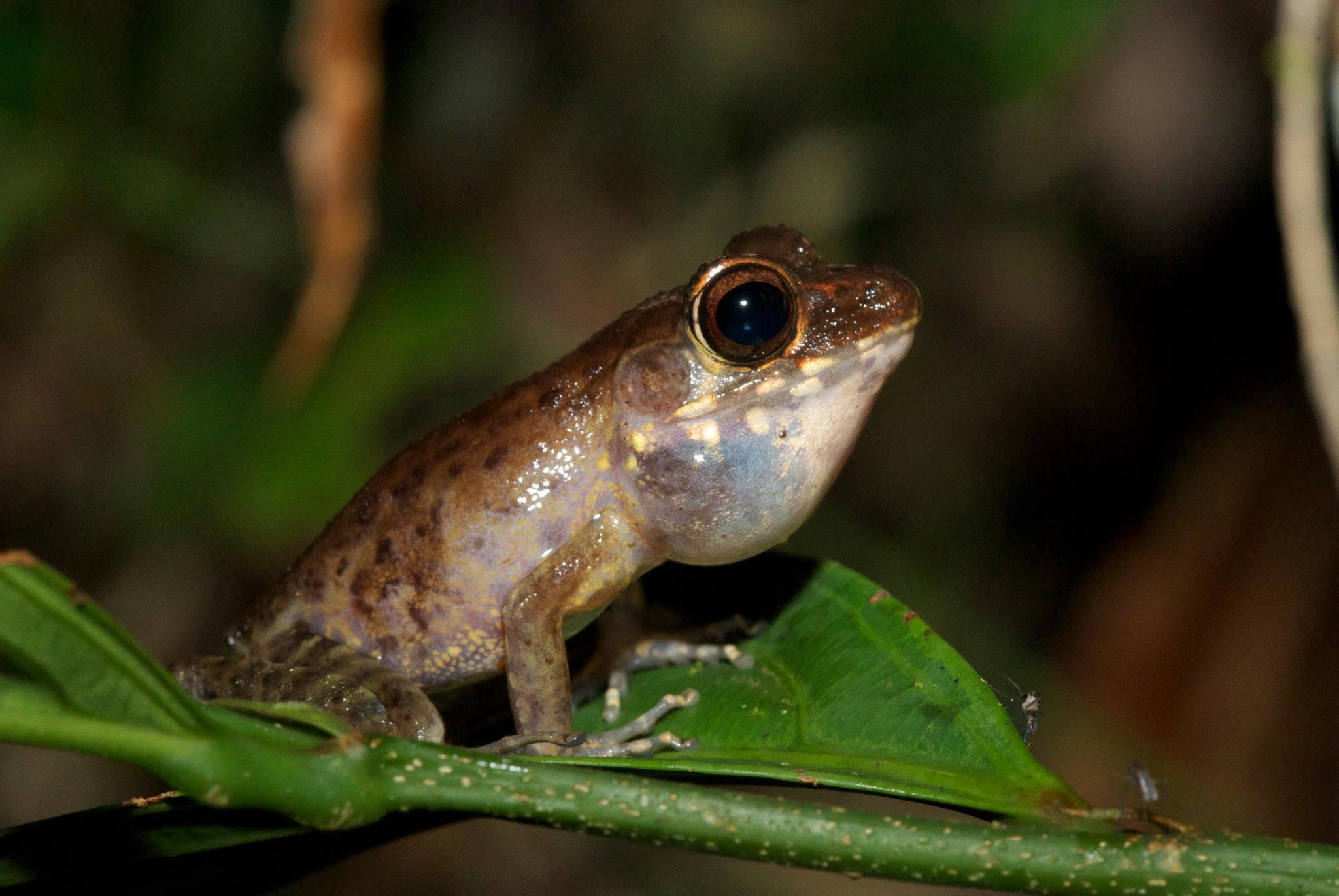 Baram River Frog — Borneo wildlife, book, free download, jungle tour, frog, herp tour
